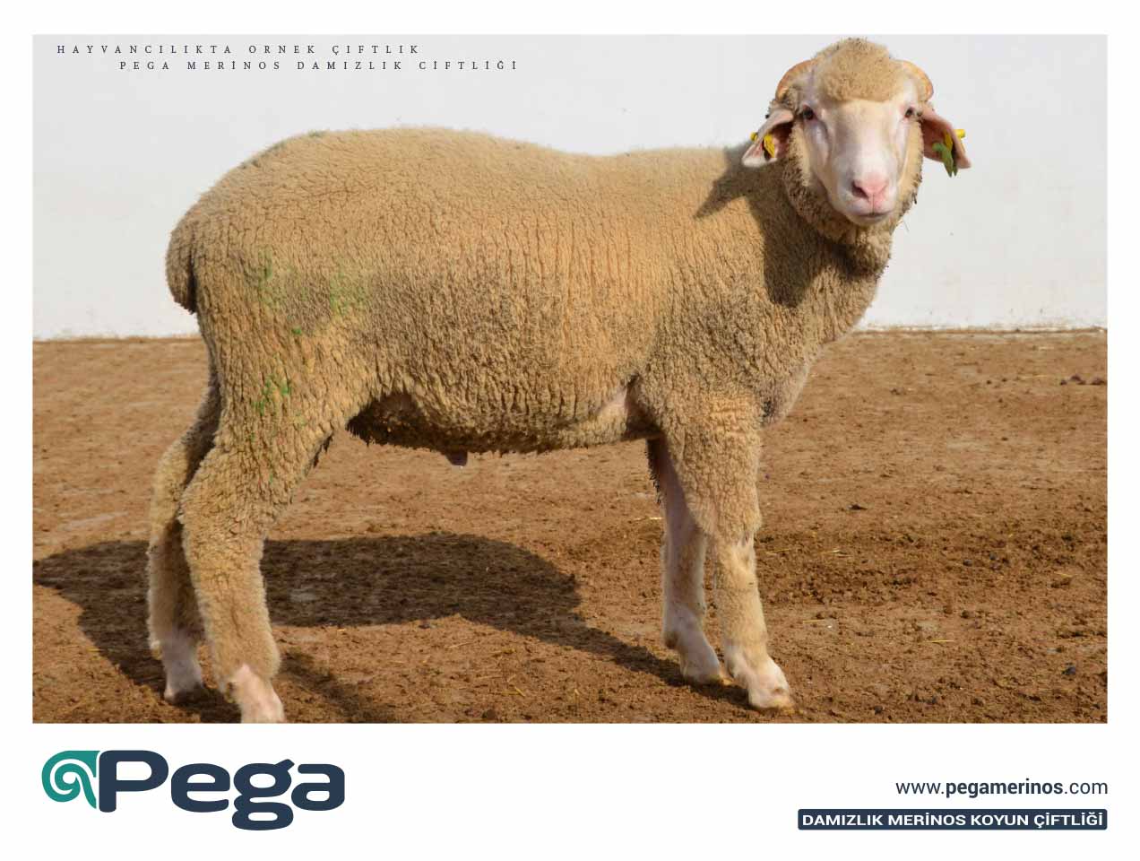 Pega25
